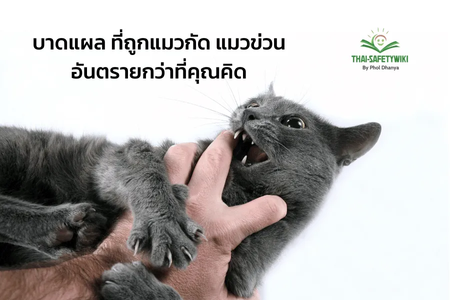บาดแผล ที่ถูกแมวกัด แมวข่วน อันตรายกว่าที่คุณคิด