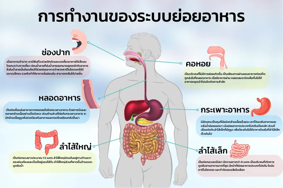 อาหารทานแล้วไปไหน? ตอบข้อสงสัยระบบย่อยอาหารของคนเราทำงานอย่างไร