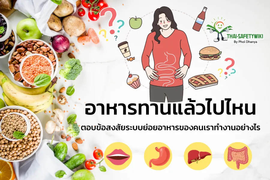 อาหารทานแล้วไปไหน? ตอบข้อสงสัยระบบย่อยอาหารของคนเราทำงานอย่างไร