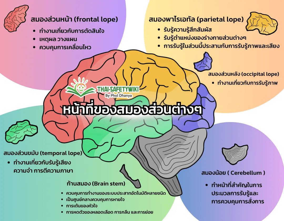 บำรุงสมอง ลดความเสี่ยงอัลไซเมอร์ด้วย คาร์โนซีน