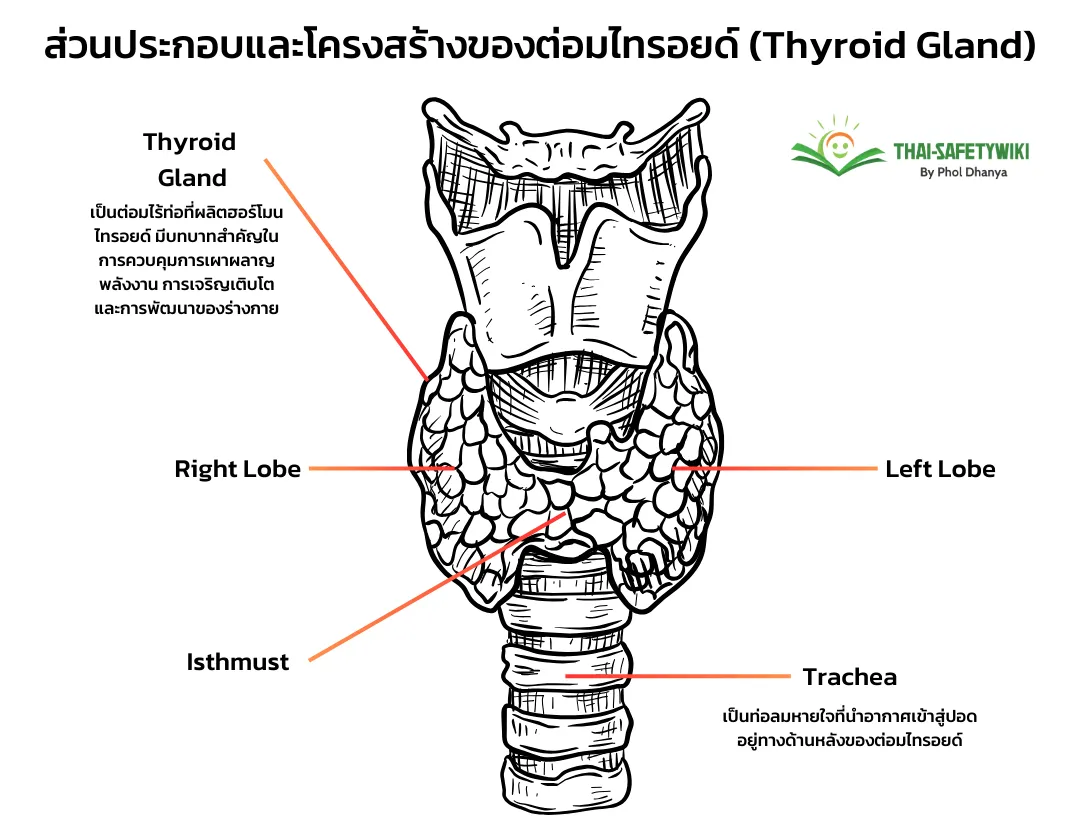 ไทรอยด์ คืออะไร(Thyroid) และโรคที่เกี่ยวข้อง